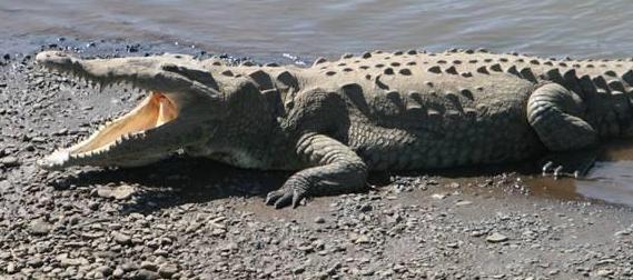 Crocodilianos – Educación para la vida