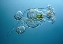 Rotíferos – Educación para la vida